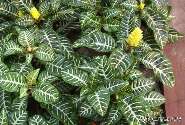 斑马绿植适合客厅的图,斑马花绿植