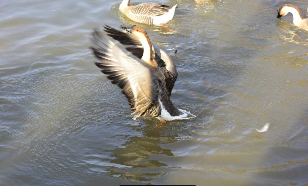 保护湿地环境还鸟儿健康家园——莲湖区沣惠路小学观鸟科普活动