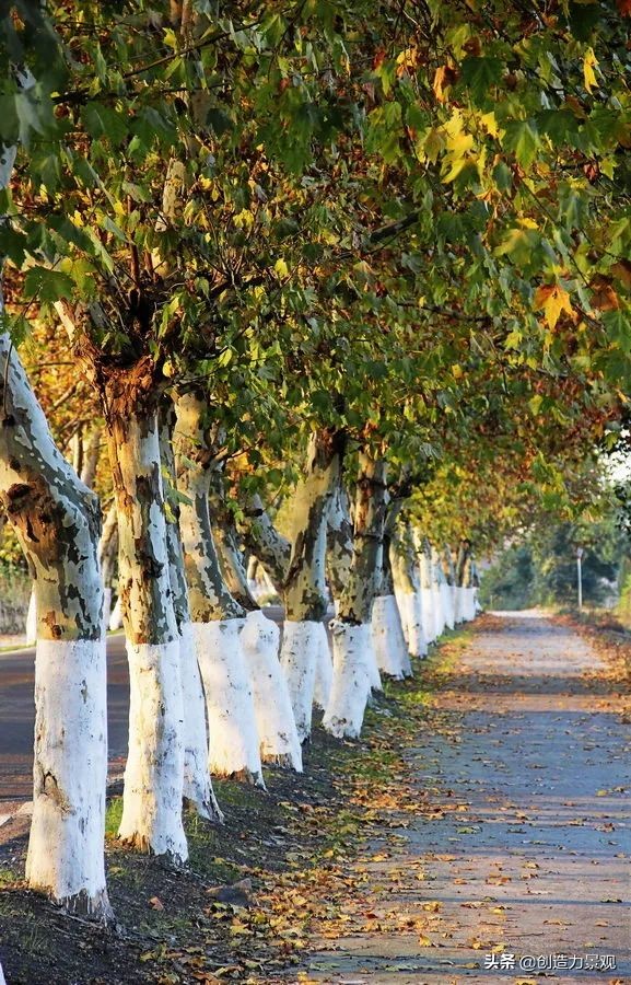 一花一草一世界原创花草,一花一草一世界花草之美