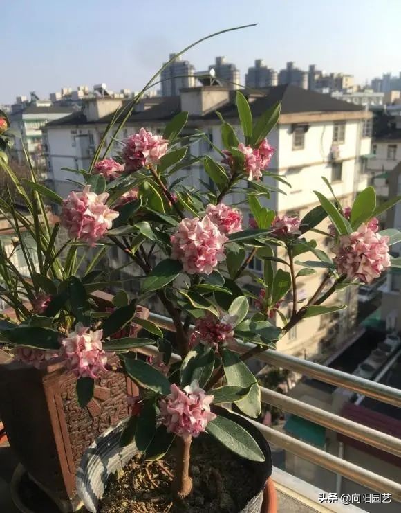 室内好养的香花,适合室内养的有香味的花四季