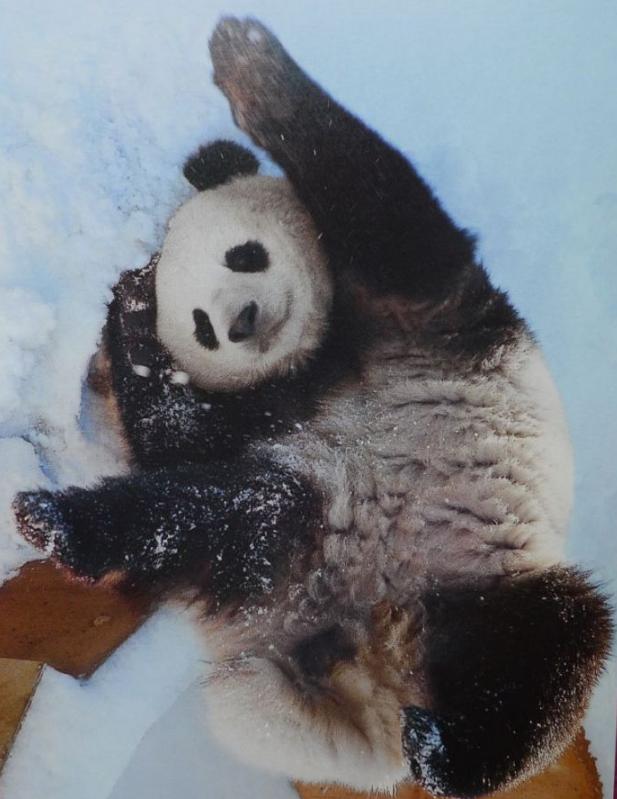 国宝熊猫丫丫回国了吗,国宝熊猫丫丫真的回国了吗