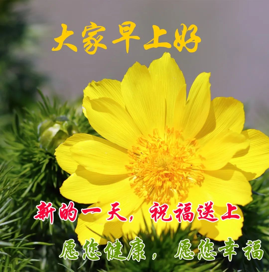 大家早上好带文字问候动态图片,最新早安问候健康平安动态图片