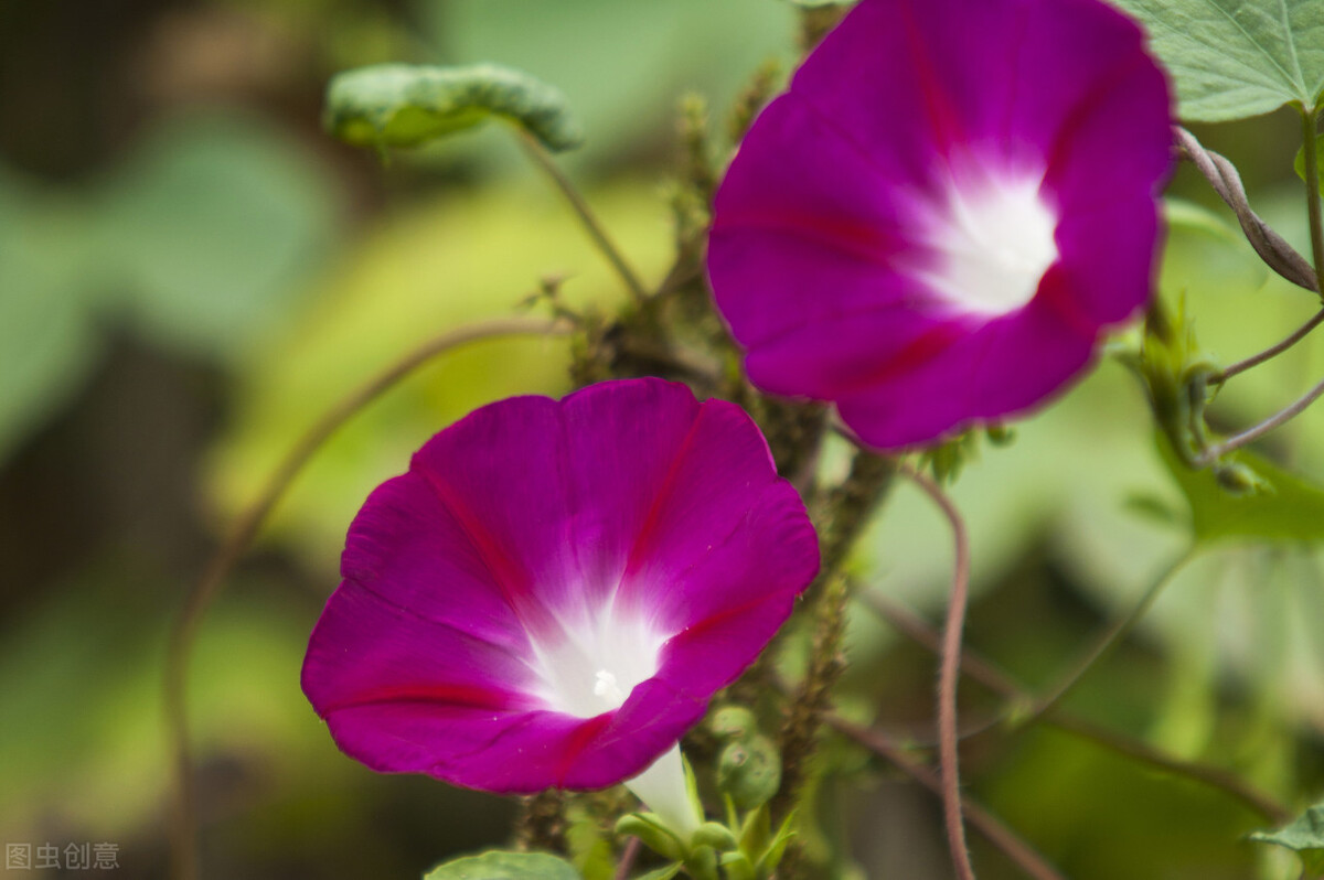 朝开夕闭一一快乐的牵牛花（散文）
