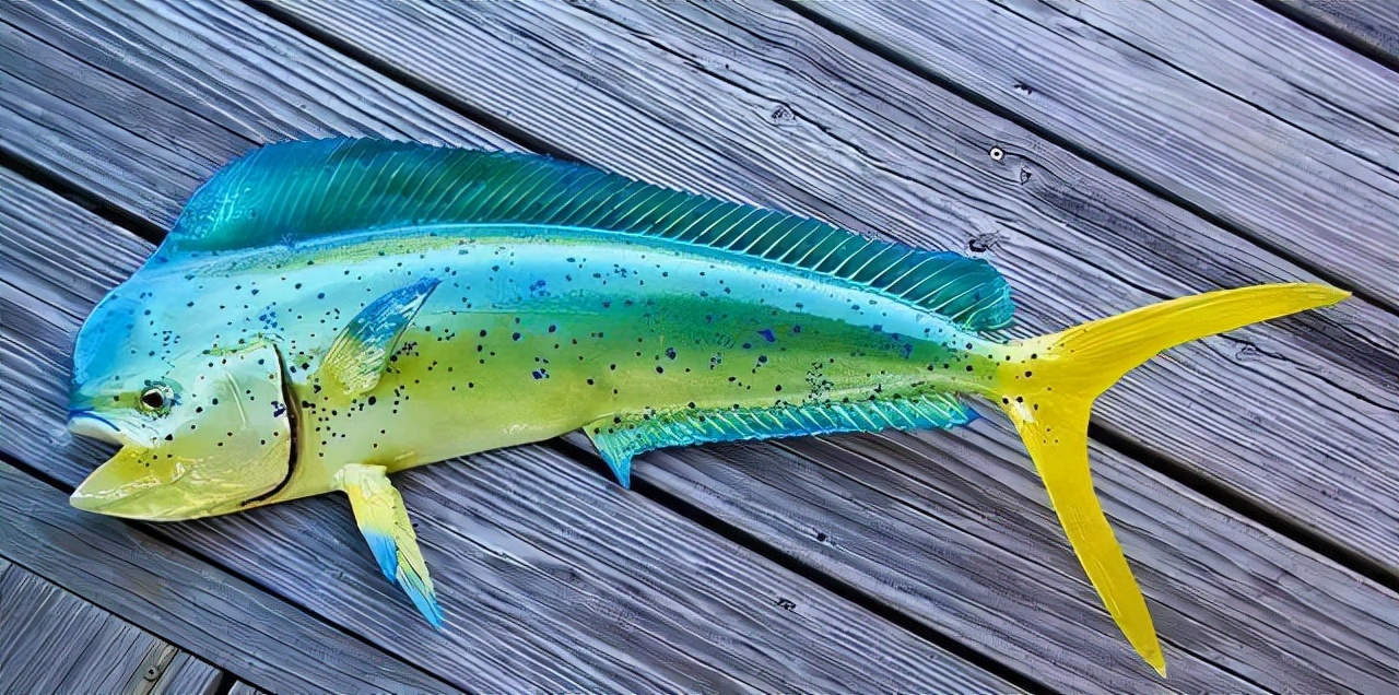 最常见的50种食用鱼吃法和价格,十种常用食用鱼类介绍