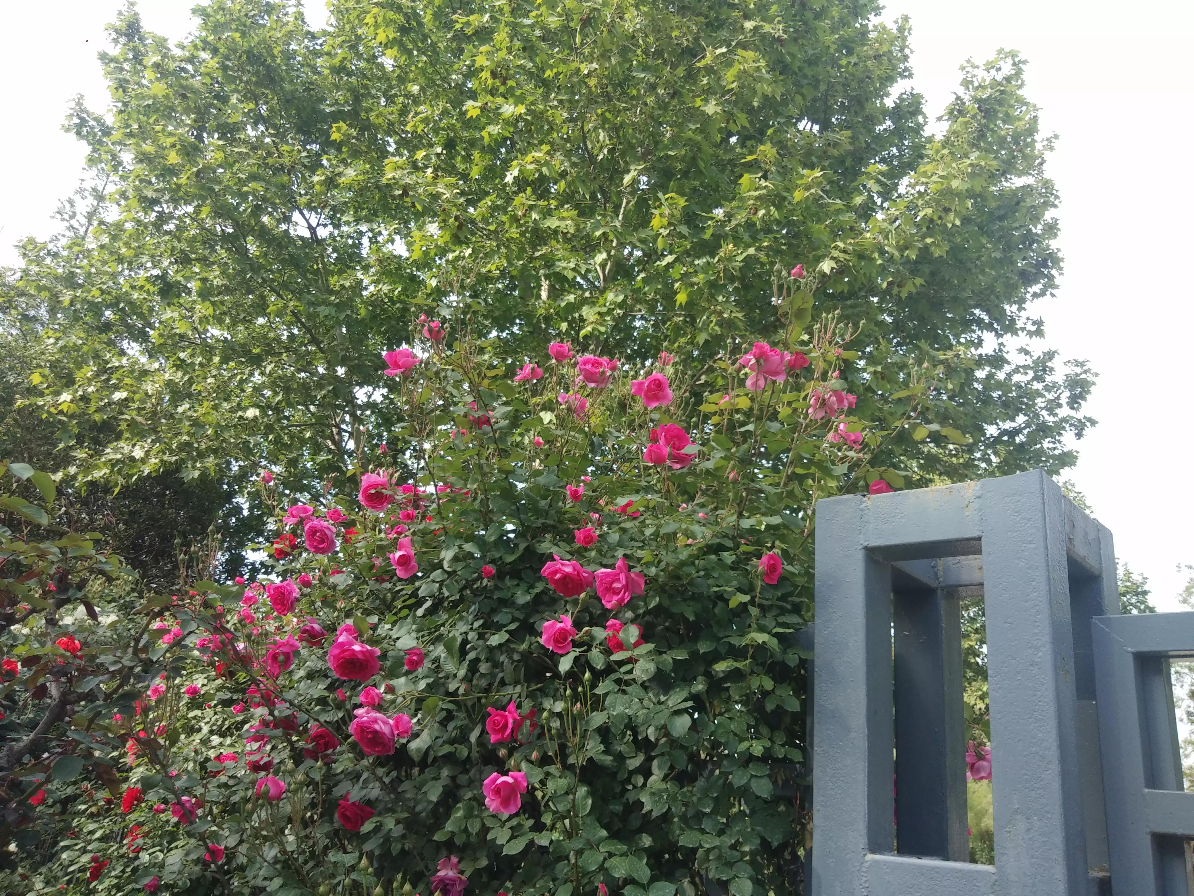 赠人玫瑰手有余香的英语,赠人玫瑰手有余香作文