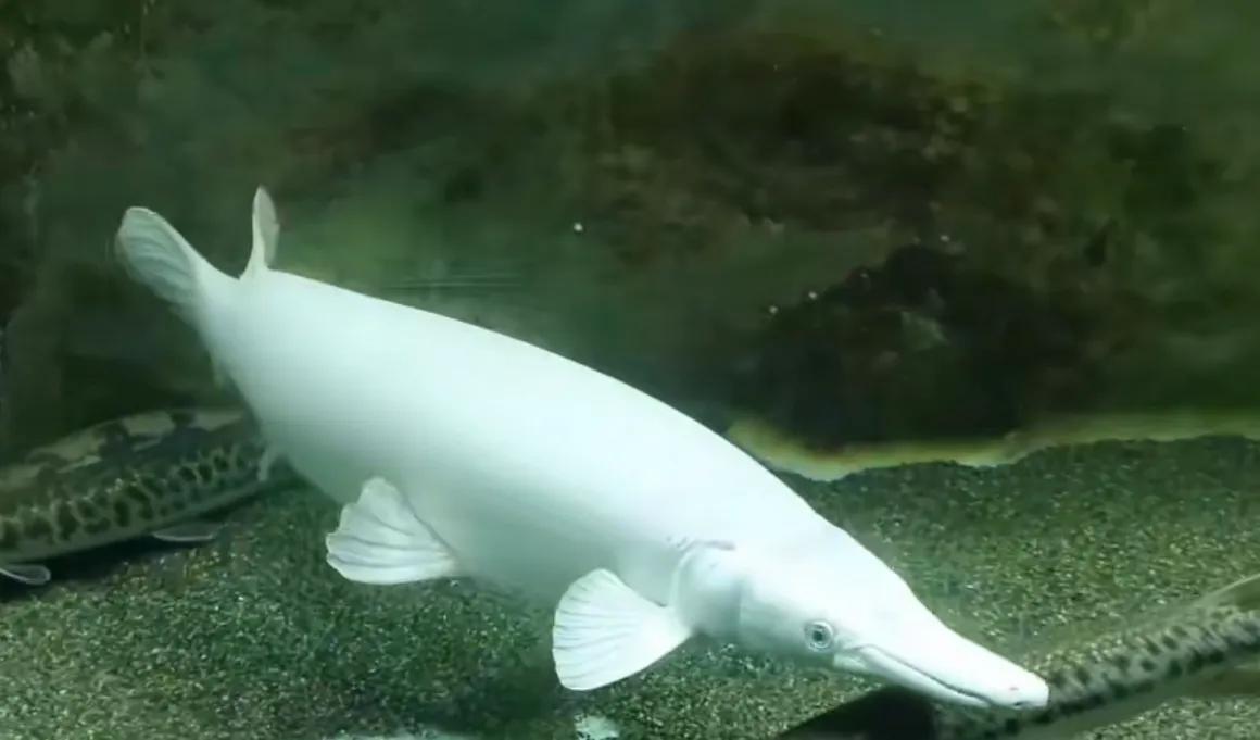 鳄雀鳝观赏鱼能长多大,世界十大凶猛的观赏鱼品种