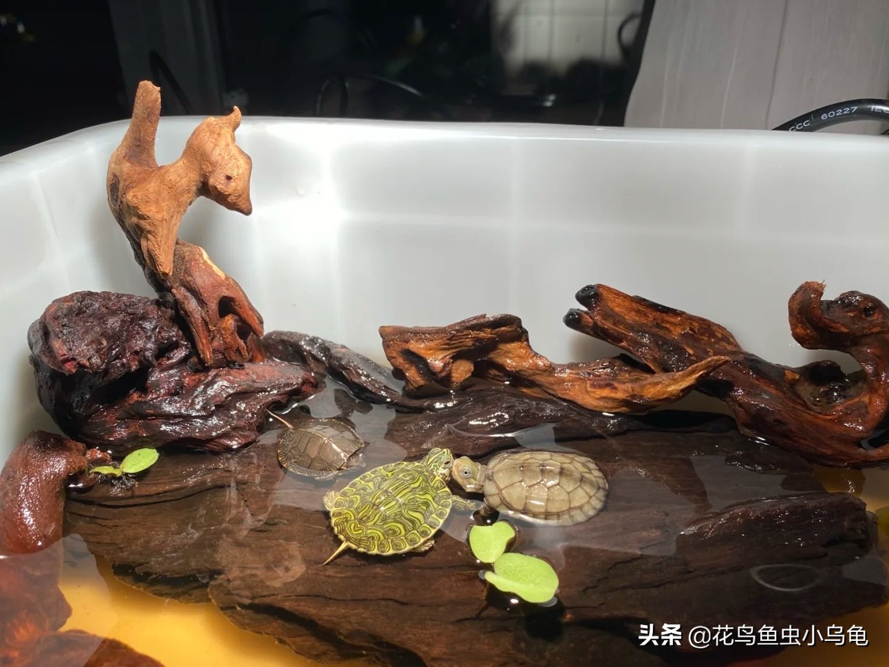 斑点龟饲养环境布置,透明周转箱养龟环境布置