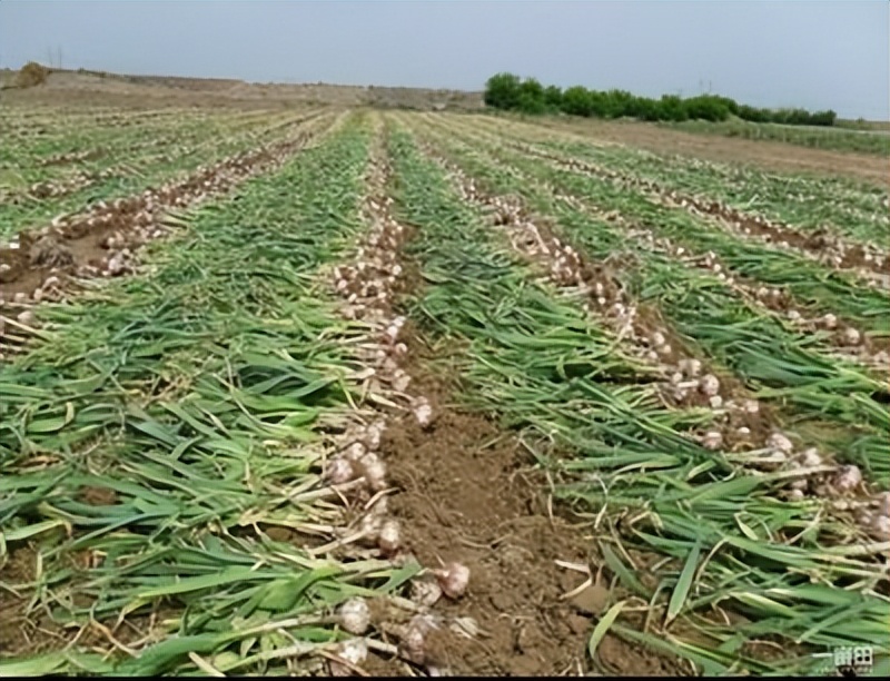 离散元法如何优化大蒜种植机计量装置的桶尺寸？