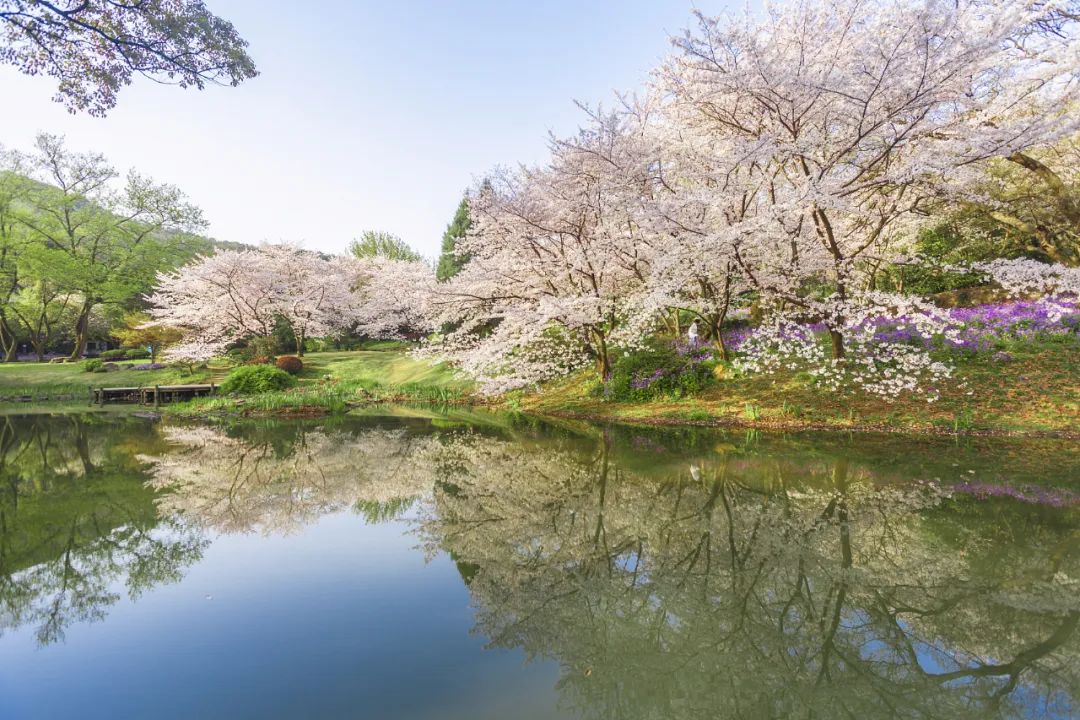 梦华录破亿预告片,刘亦菲梦华录在哪里