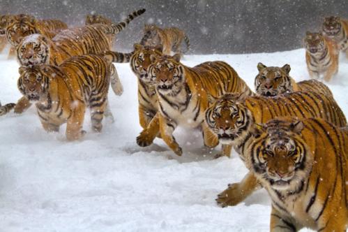 比老虎狮子豹子还厉害的五大动物,老虎狮子生存环境对比