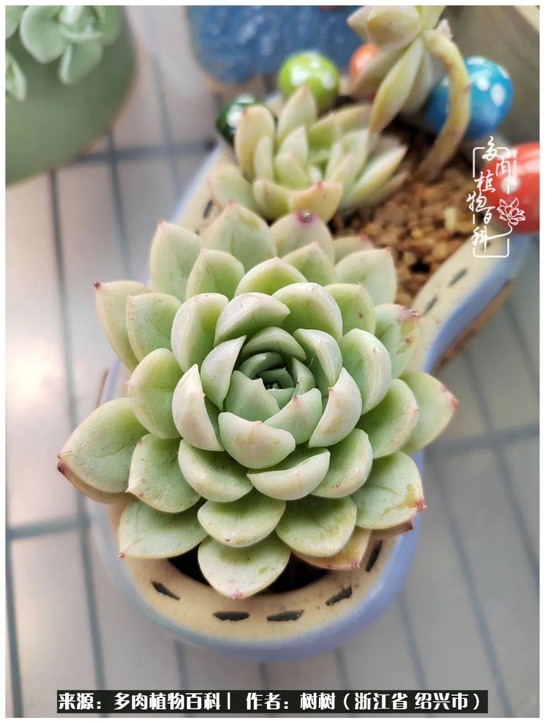 又临寒冬，暖阳下携手肉肉赏姹紫嫣红！