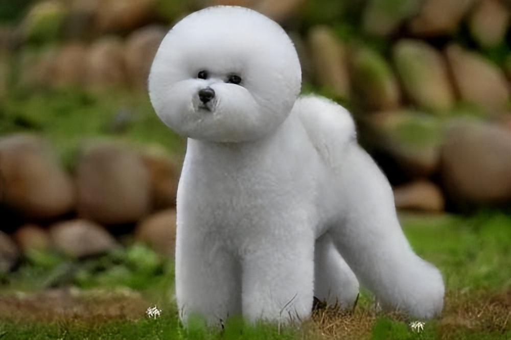 养比熊必知的100个知识笔记,养比熊前需要了解的7件事