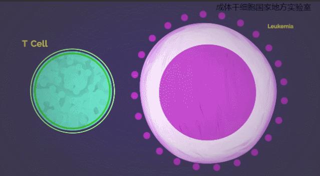 肿瘤与免疫的故事,肿瘤免疫治疗十大案例