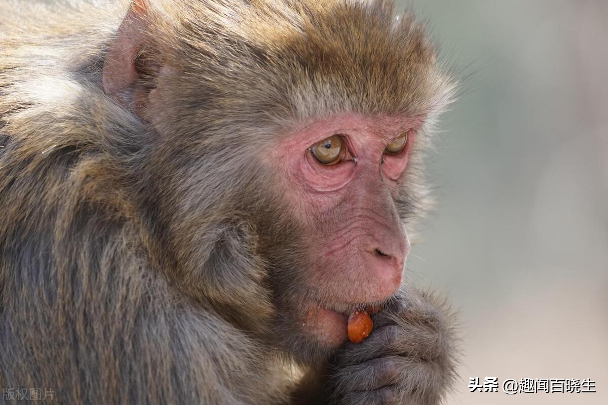 属猴的梦见老虎好不好周公解梦,属猴的梦见真猴子是什么意思呢