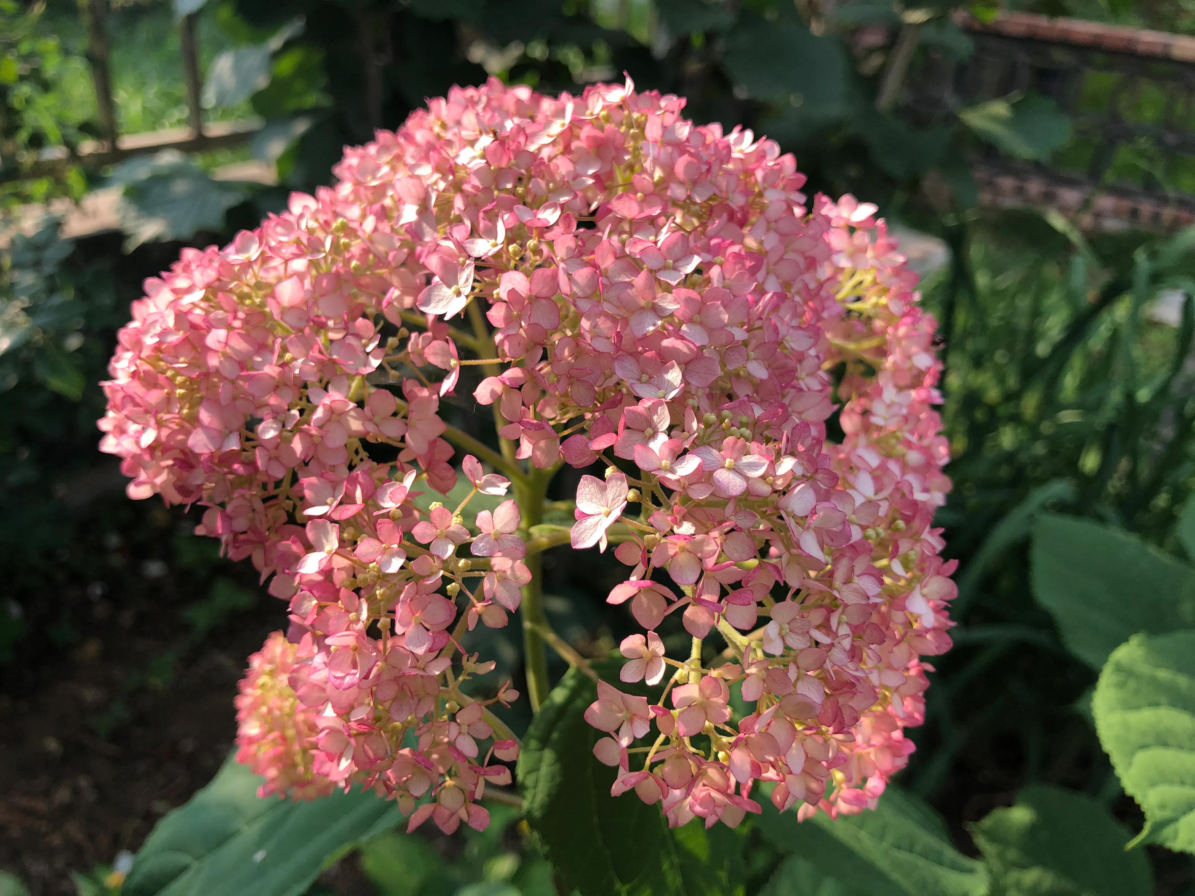 我在花园里种下种子,我在花园里种一棵小树