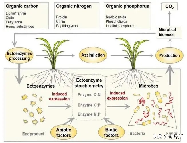混合草坪养护措施,混合草坪施工