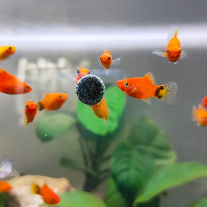 新手养观赏鱼全过程,新手养鱼入门基础教程小观赏鱼