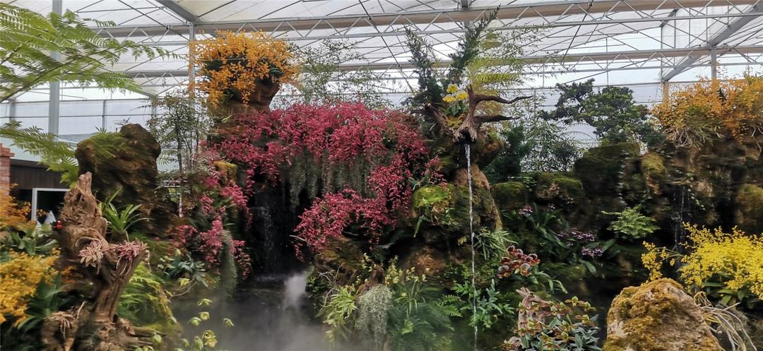 顶级名品兰花欣赏,国际兰展特金奖兰花