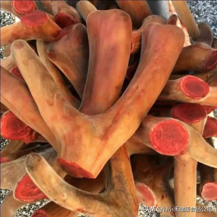 怎么挑选新鲜梅花鹿茸,梅花鹿鲜鹿茸怎么挑选和保存