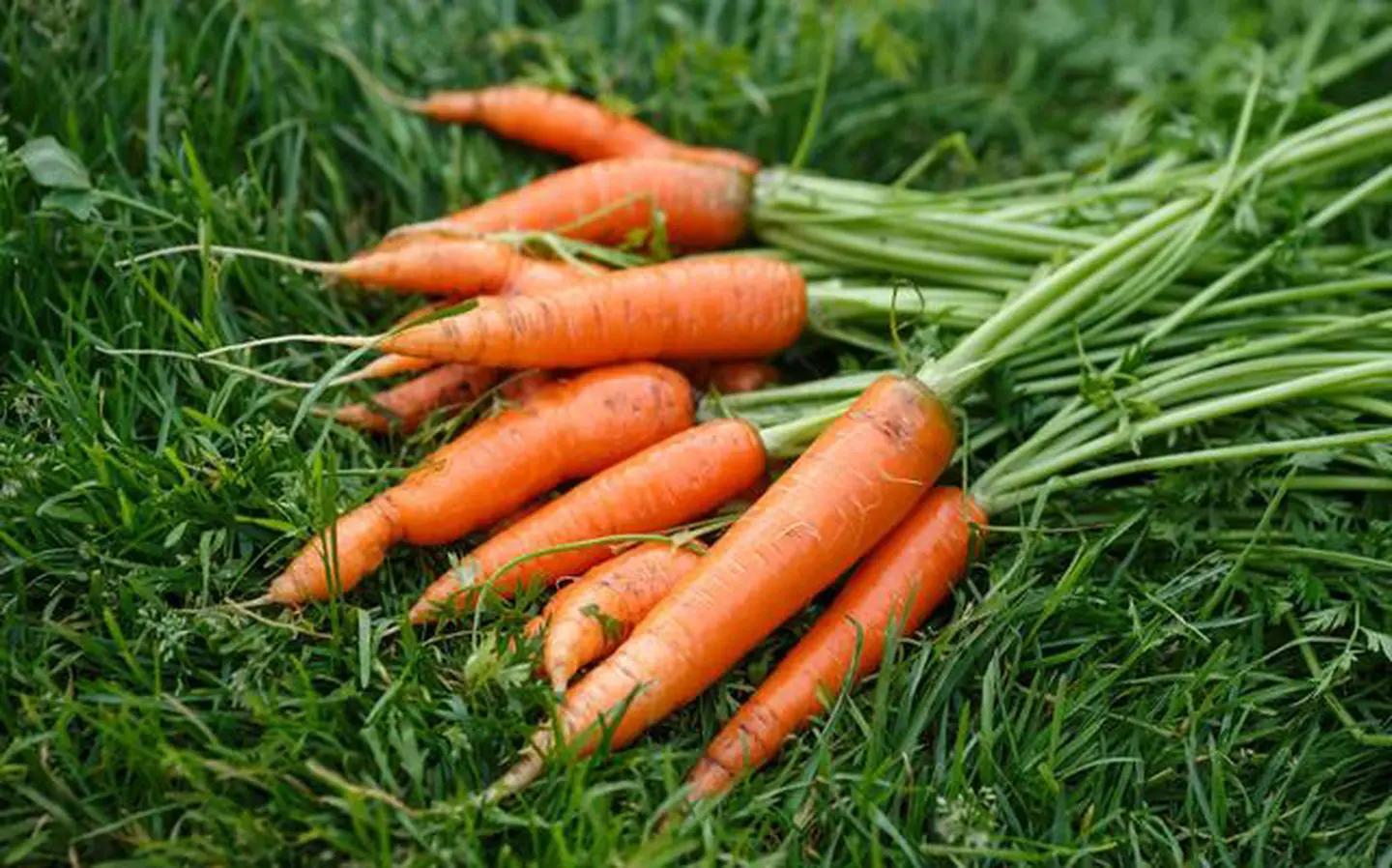 有多少蔬菜种子被国外垄断,蔬菜种子被垄断