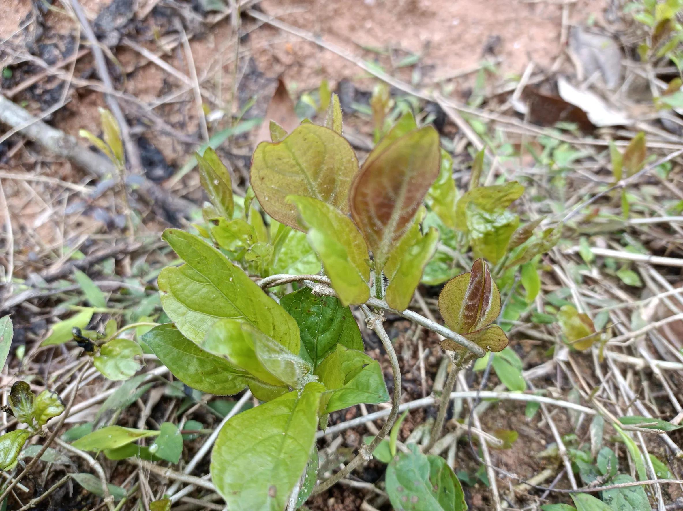 春节吃的野菜有哪些,春季常吃5种排毒菜