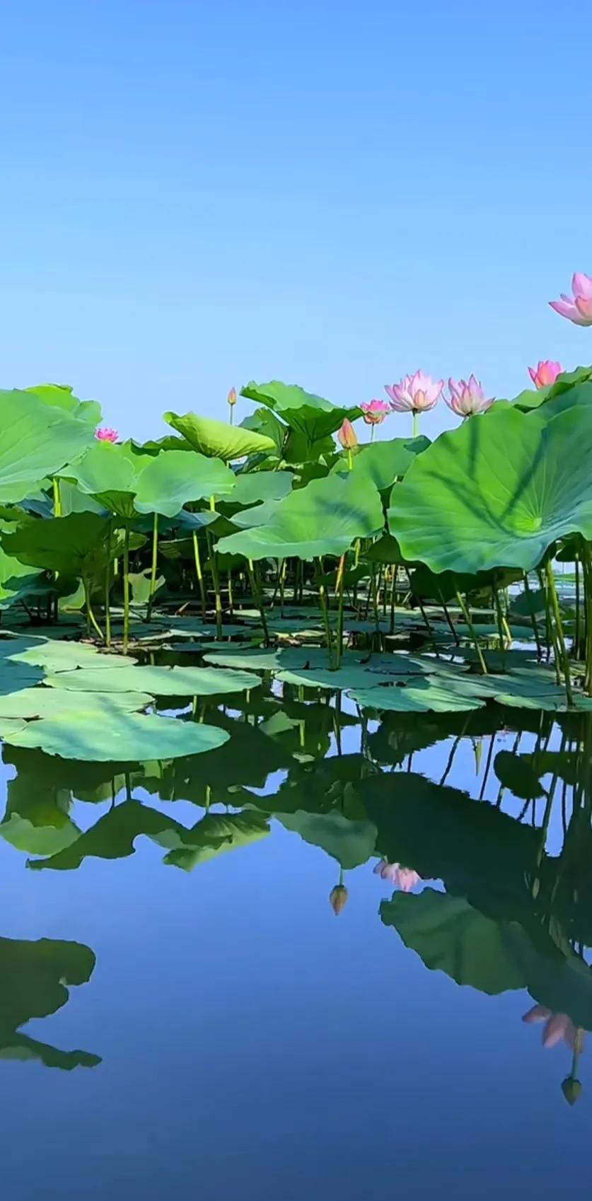 分享一组荷花图,分享一张你与荷花的照片