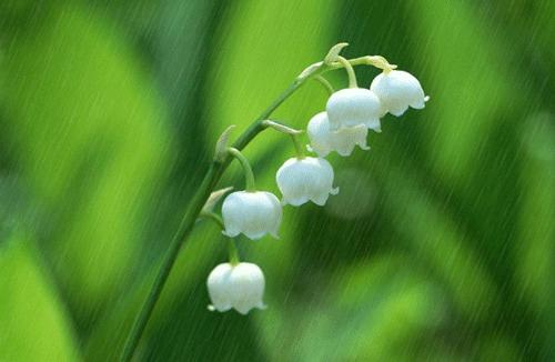 有关清明节的诗词精选,清明节古诗词及名句