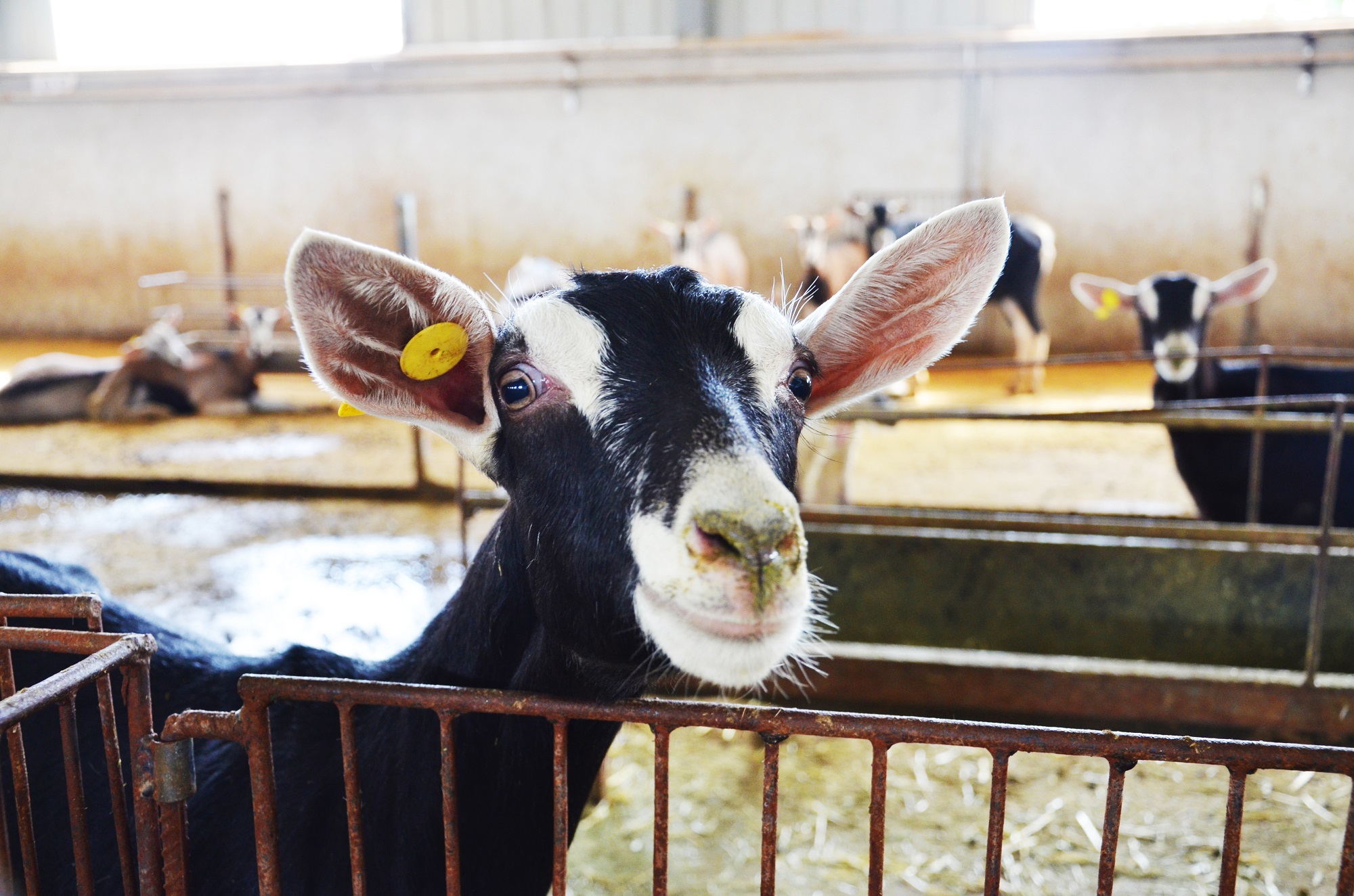 如何给宝宝选择配方羊奶粉,什么牌子羊奶粉适合新生儿吃