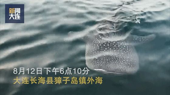 鲸鱼海豹,汉海鲸豚湾水世界能看到海豚吗