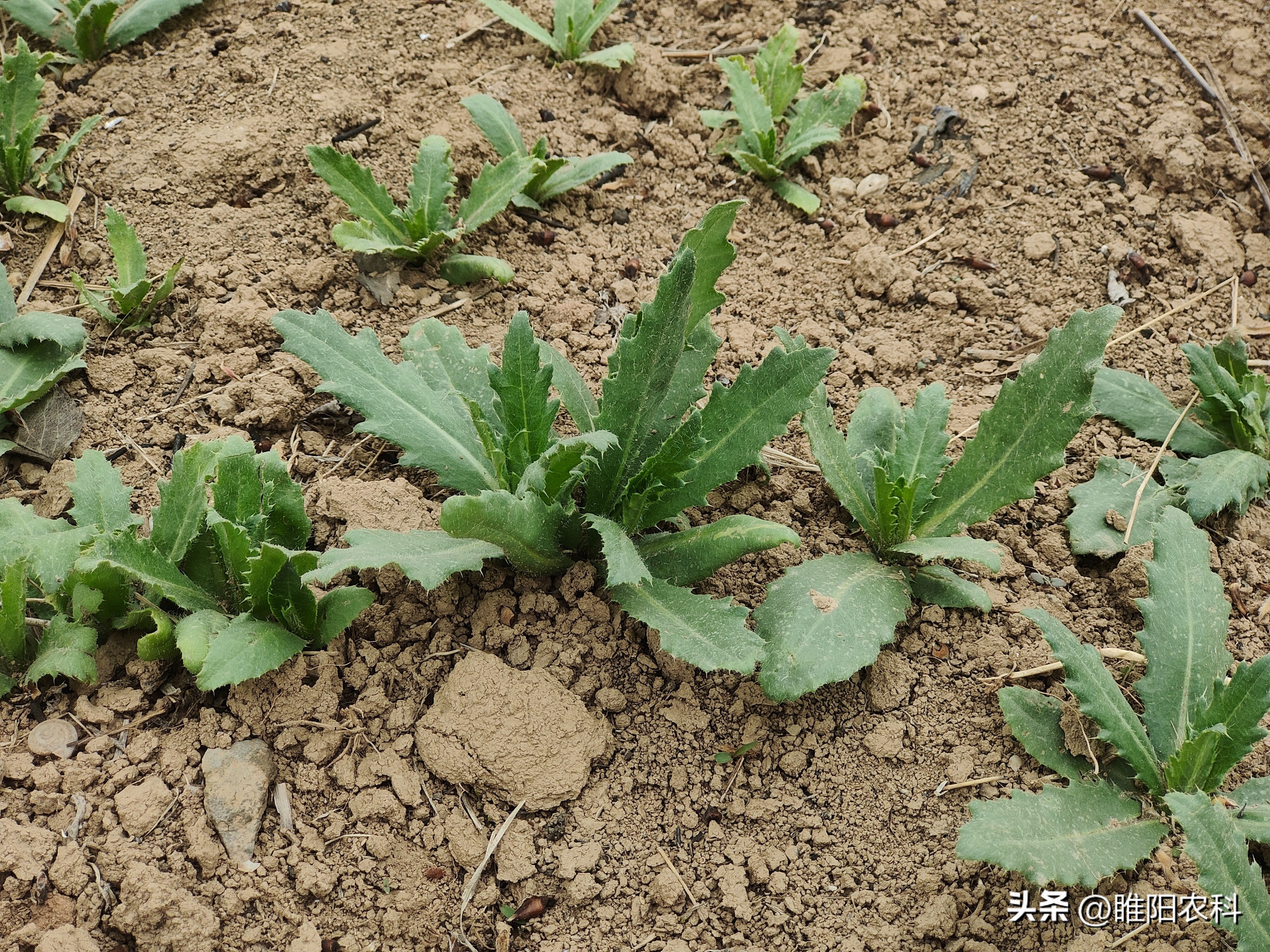 草甘膦防除恶性杂草,除杂草什么草甘膦最好