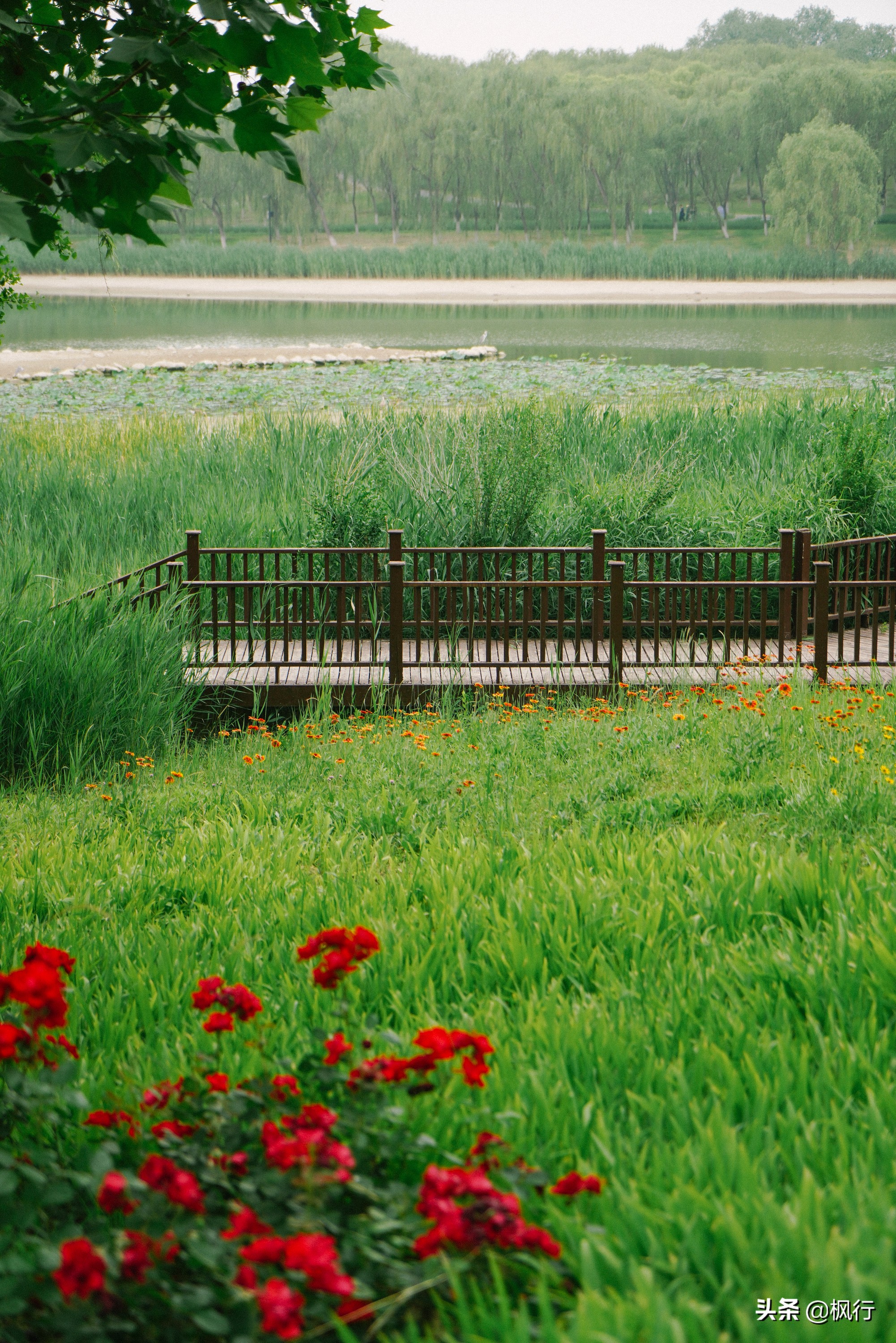 平替奈良小鹿,南海公园奈良小麋鹿