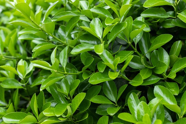 步长清热解毒胶囊功效,清热解毒胶囊功效作用