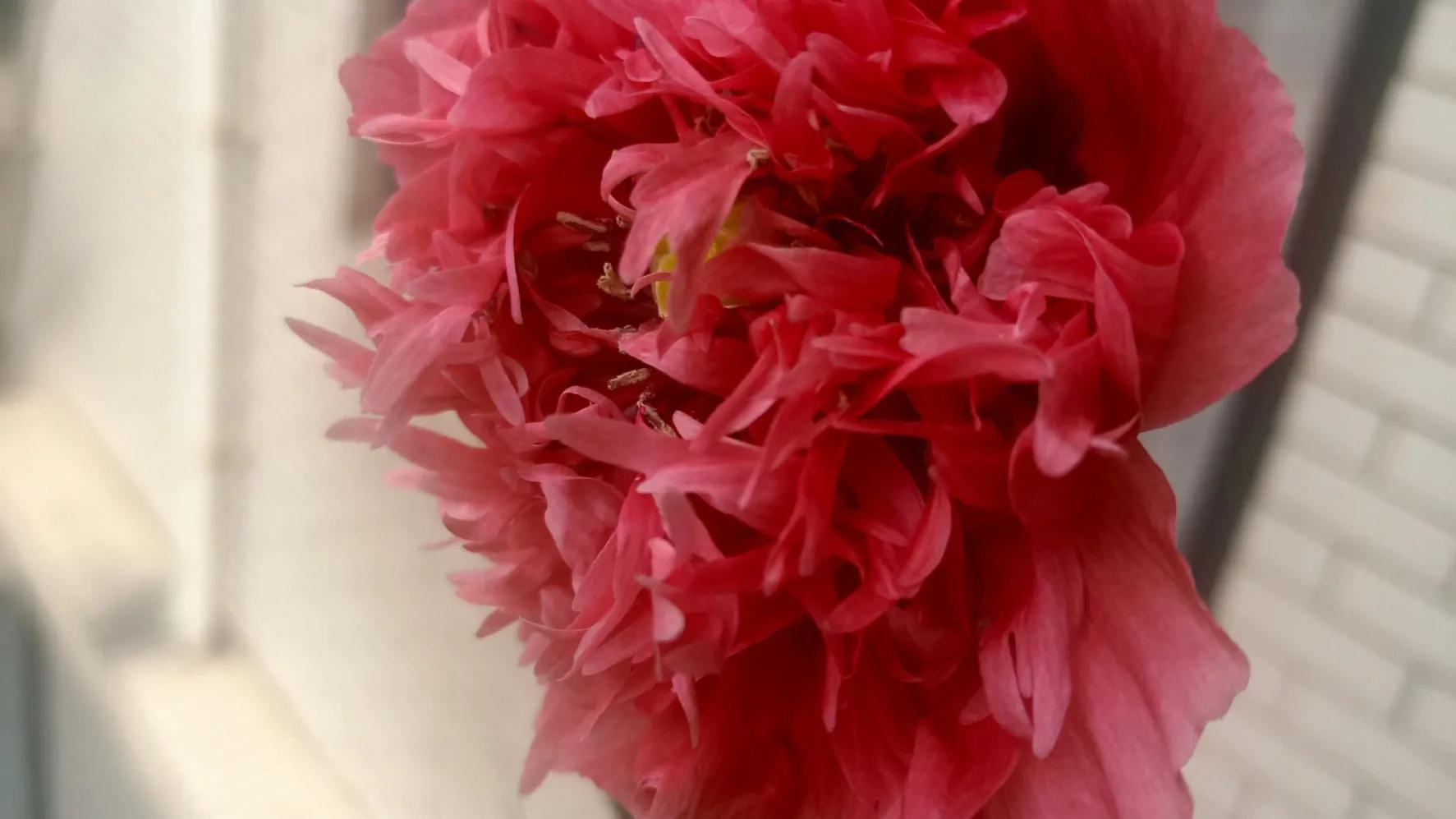 性是第一位的——女人会爱上多个男人合理吗因爱而性、因性而爱