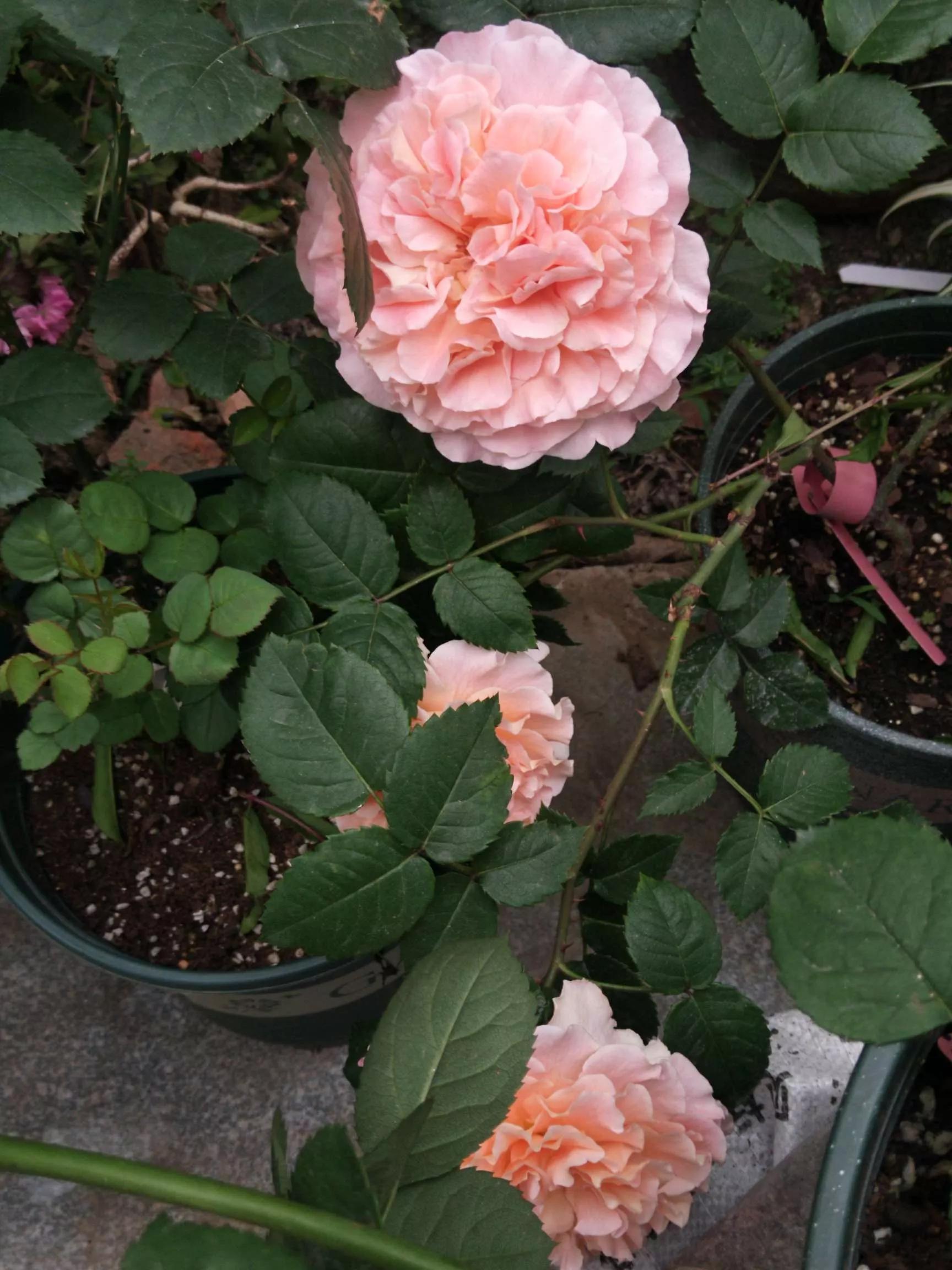 夏花开得最标准的月季花品种,月季色彩艳丽千姿百态