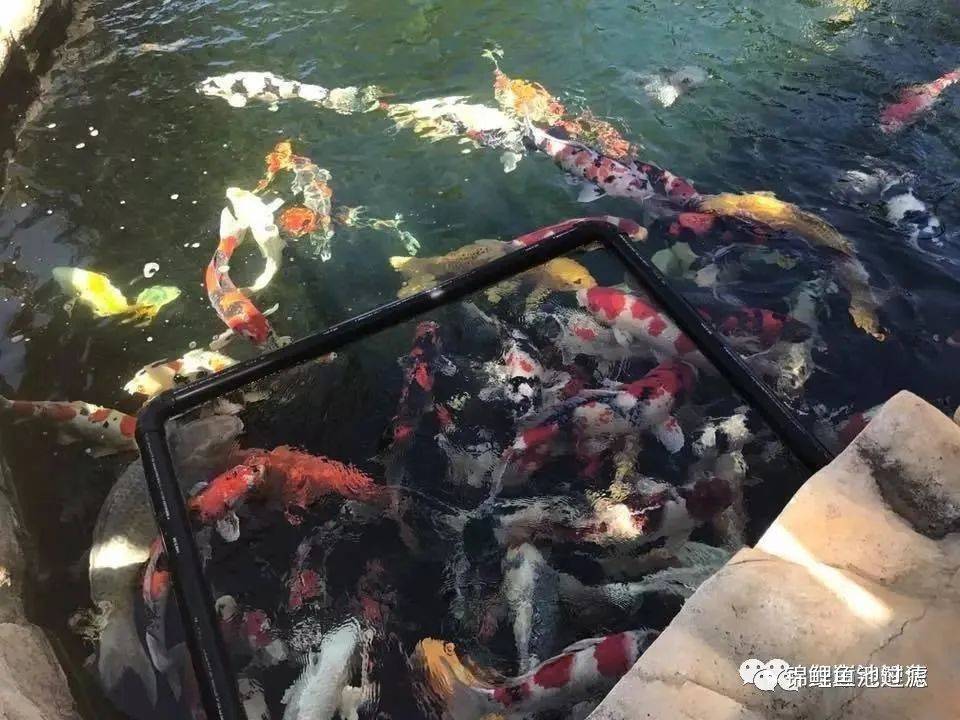 自己养的锦鲤长得慢,缸养锦鲤鱼为什么长得慢