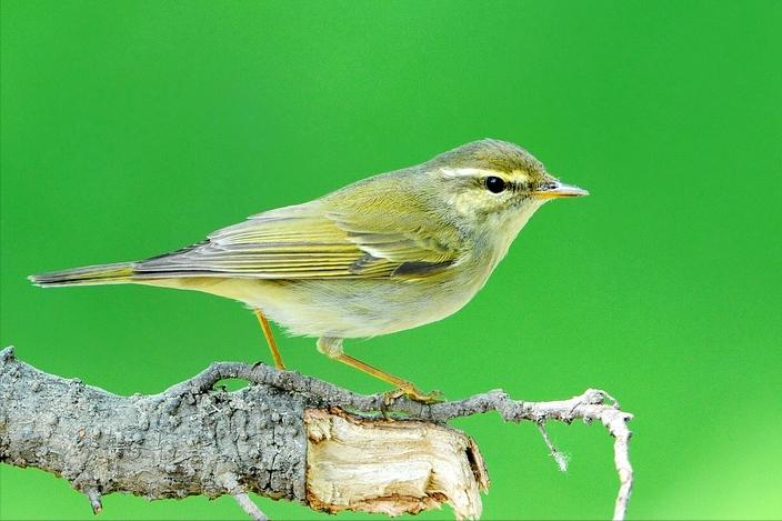鸟儿大全高清图,高清珍稀鸟动态图片大全