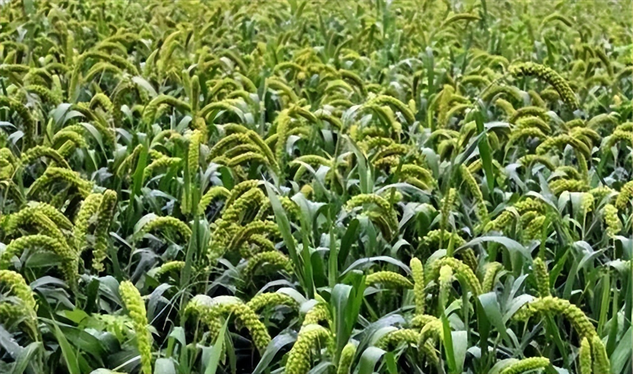 谷子的种植技术与管理课件,旱地谷子种植技术规范