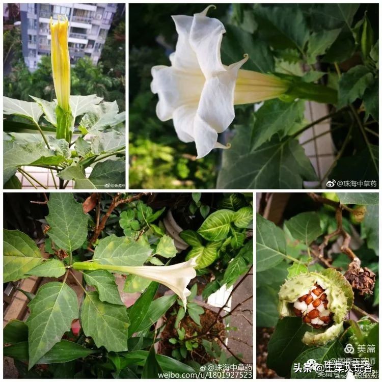 石家庄挖野菜攻略,挖野菜攻略