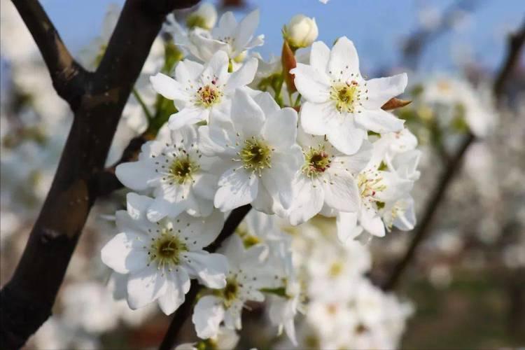 赞美和描写春天的古诗词名句,春天古诗词经典名句大全集