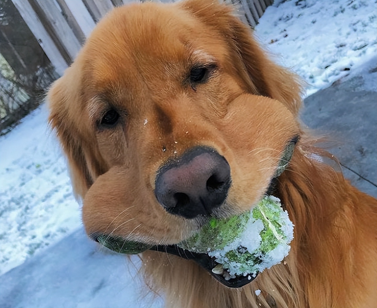 金毛纯的不纯的有什么区别,800块钱的金毛大家帮我看看纯不纯