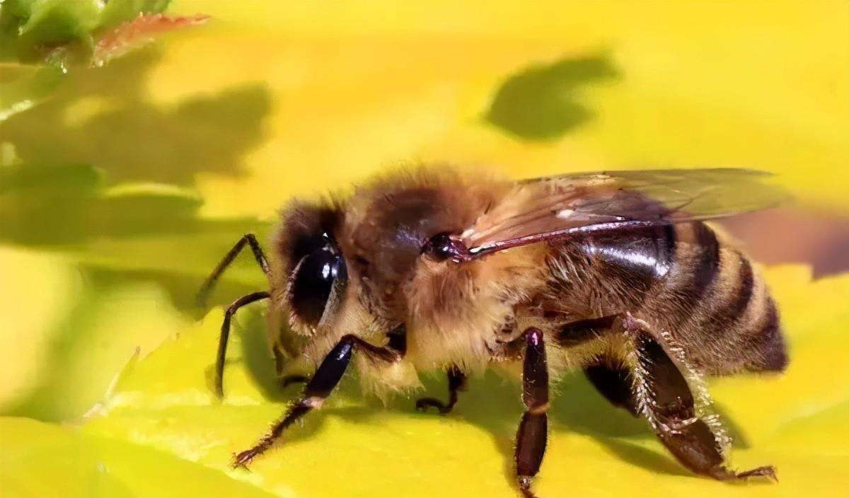 实验产生的怪物,实验室巨型怪物真实事件