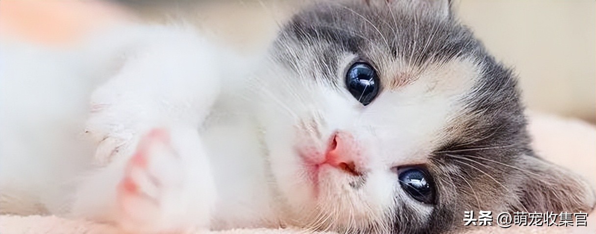 小猫总是喜欢咬人怎么办,猫咪一到晚上喜欢咬人怎么纠正