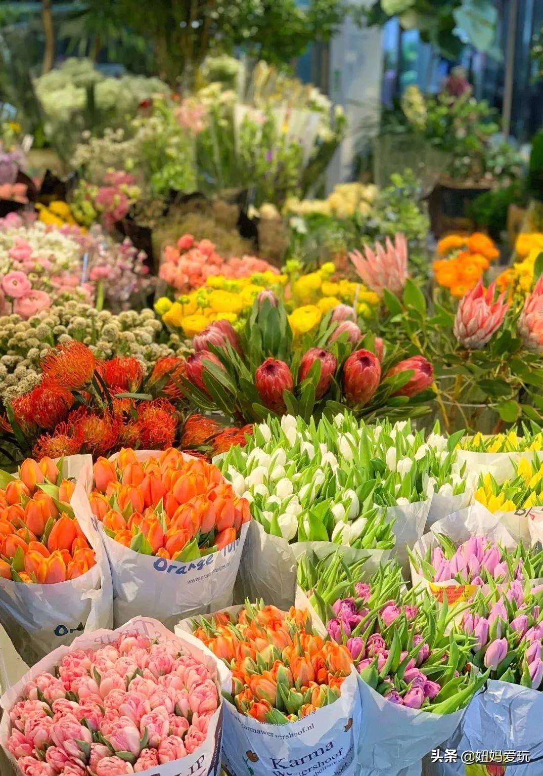 济南市市中区花鸟鱼虫市场在哪里,济南凤凰山花鸟鱼虫市场