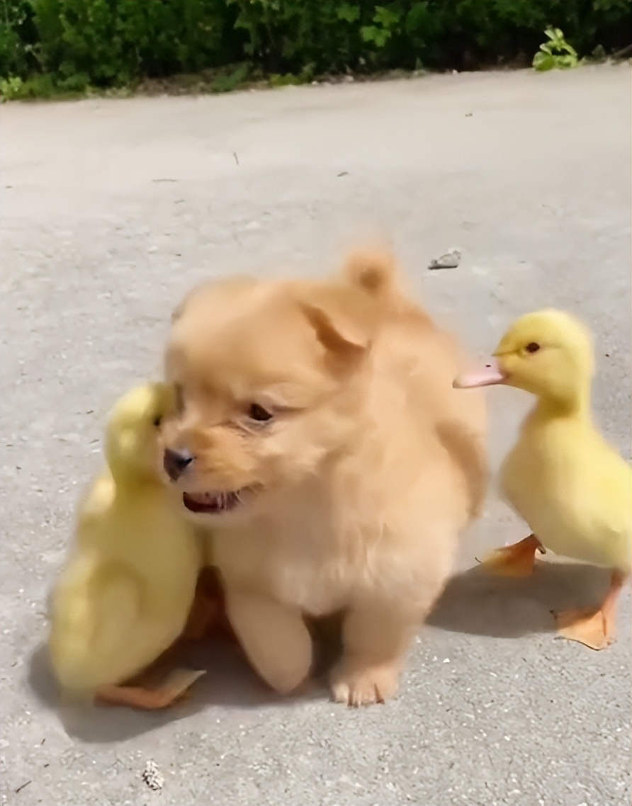 狗界巅峰中华田园犬,狗界巅峰的狗子