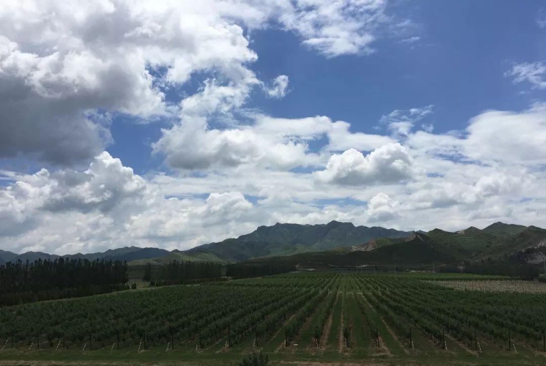 北京葡萄酒产区有哪些,离北京最近的河北地区