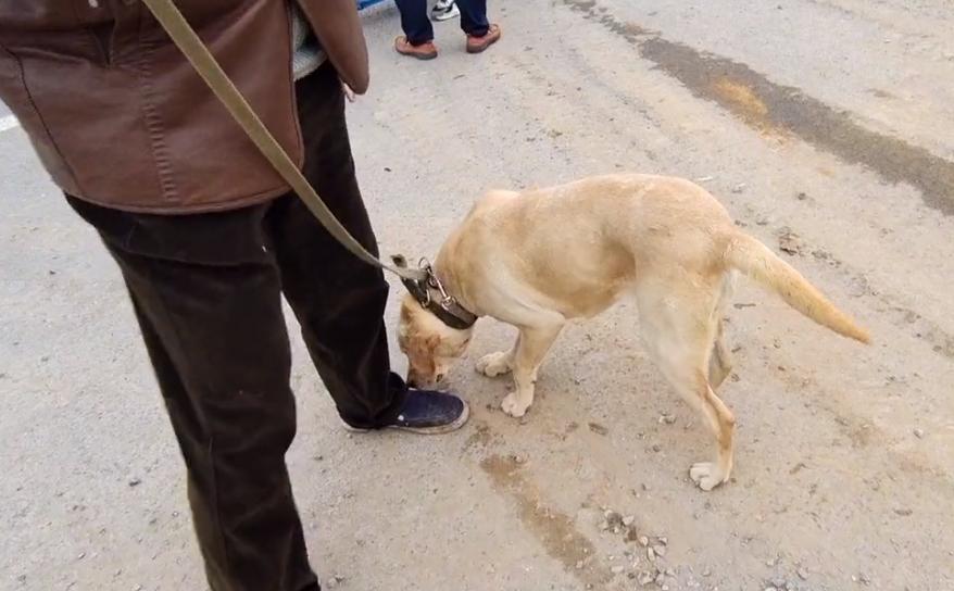 拉布拉多被卖被爱狗人士救下,拉布拉多狗被大爷卖了