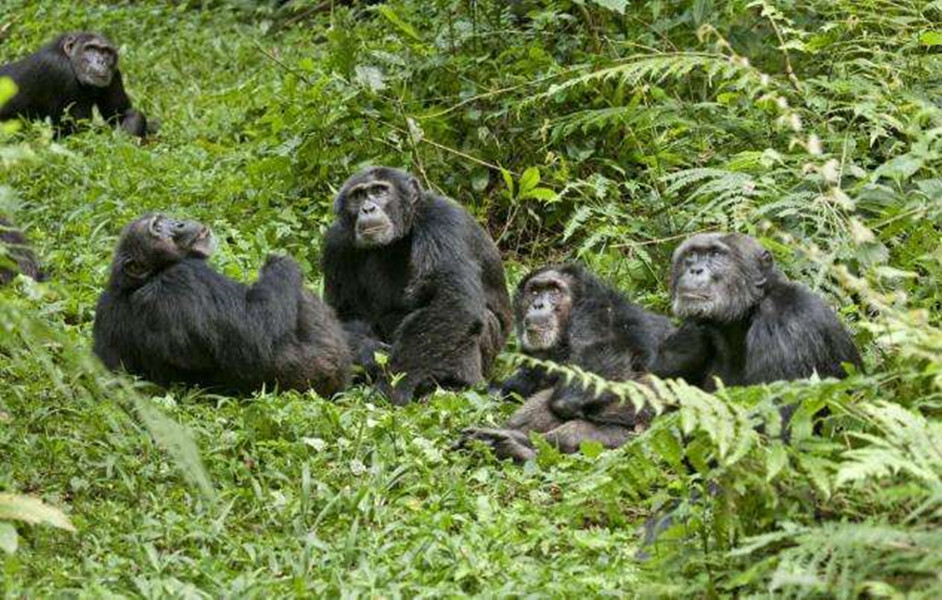 黄鼠狼成精向人讨封被骂,黄鼠狼讨封成精后怎么处理