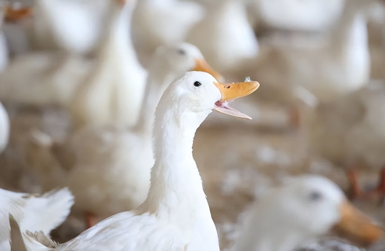 鸭产蛋低用什么办法可以多产蛋,蛋鸭产蛋高峰期持续多久