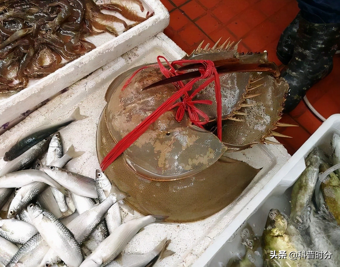 4亿多年蓝色血液引人类陷入绝境,4亿岁生物被疯狂抽血