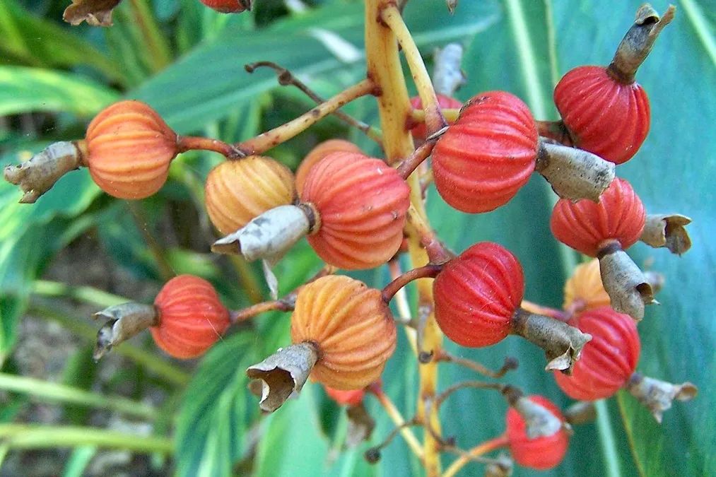 姜类香辛料都包含哪些种,12种必须了解的香料作用和用量